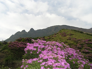 �同���̃~���}�L���V�}