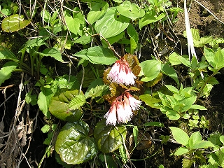 �C���J�K�~