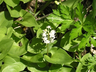 �}�X�d���\�E