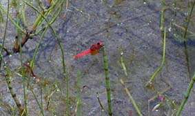 �n�b�`���E�g���{