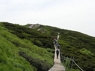 �_�C�Z���L�����{�N�̒��̖ؓ������