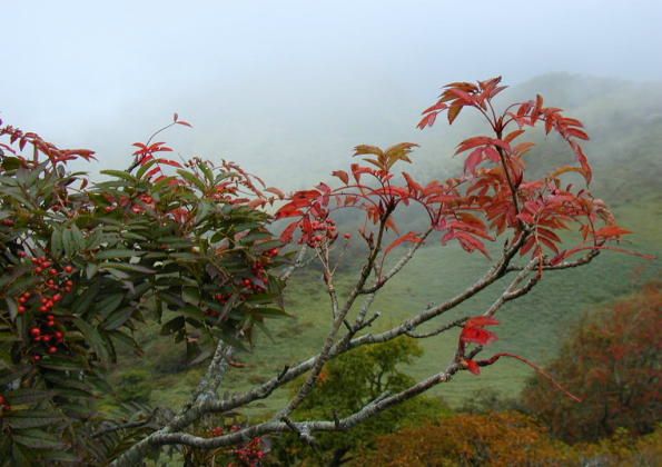 �R���̃i�i�J�}�h